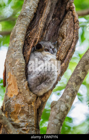 Ein Porträt von einem White-footed sportliche Lepilemur in einem Baum, Berenty Reserve, Madagaskar. Stockfoto