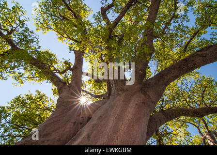 Die tausend Jahre alte Chapman Baobab Makgadikgadi, Botswana, Afrika. Stockfoto