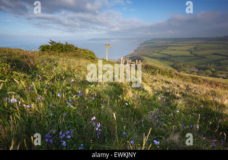 Glockenblumen an den Hängen des Golden Cap. Juraküste Welterbe-Aufstellungsort. Dorset. VEREINIGTES KÖNIGREICH. Stockfoto