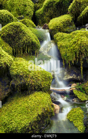 Moos bedeckten Felsen und Stream. Opal Creek Wilderness, Oregon Stockfoto