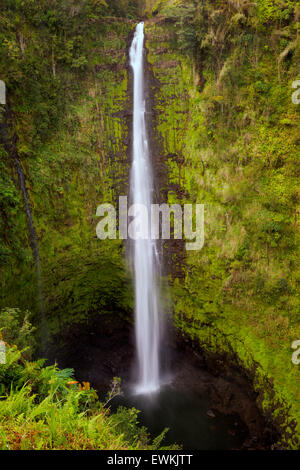 Akaka Wasserfälle. Akaka Falls State Park. Hawaii, Big Island Stockfoto