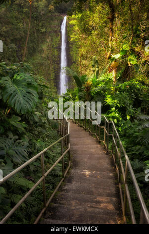 Weg zum Akaka Wasserfälle. Akaka Falls State Park. Hawaii, Big Island Stockfoto