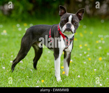 Boston terrier Stockfoto