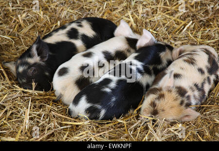 Alte Flecken Gloucestershire Ferkel schlafen im Stroh Stockfoto