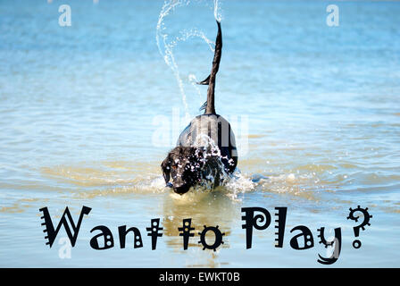 Schwarzer Hund spielen In den Ozean wollen spielen Stockfoto