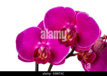 Rosa Orchidee auf dem weißen Hintergrund isoliert. Stockfoto
