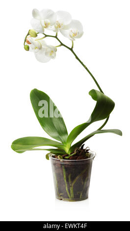 weiße Orchidee im Topf auf dem weißen Hintergrund isoliert. Stockfoto