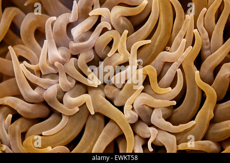 Chaotische Anordnung der Tentakeln der Schlangenschwänze (Anemonia sulcata) im Naturpark Ses Salines (Formentera, Mittelmeer, Spanien) Stockfoto