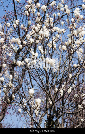 Japanische Bigleaf Magnolia (Magnolia obovata; Syn. M. 'So Sweet), Blüte blühen auf Branchen mit blauer Himmel, bei Sogenchi Garten, Kyoto Stockfoto