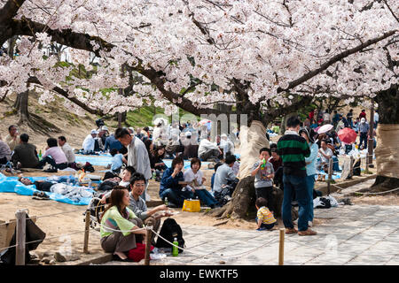 Japanische Leute in Gruppen in den Frühling in Cherry Blossom Parteien in einem lokalen Park. Familien, Freunde und Firmen alle Durchführung einer jährlichen Partei. Stockfoto