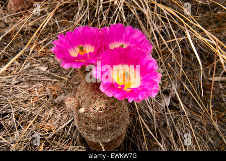 Regenbogen Igel Kaktus oder Rainbow Kaktus, (Echinocereus Rigidissimus), Sonora-Wüste, Santa Rita Mountains, Arizona, USA. Stockfoto