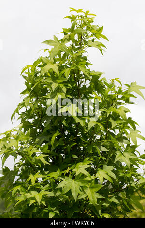 Sommer Laub der säulenartige Form des Baumes Amberbaum Liquidambar Styraciflua "Schlanke Silhouette" Stockfoto