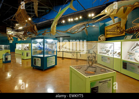 Prähistorische Ozean Hall, Dinosaurier-Ressourcen-Center, Woodland Park, Colorado USA Stockfoto