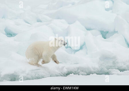 Niedliche Polar Bear Cub, Ursus Maritimus, läuft auf dem Olgastretet Packeis, Spitzbergen, Norwegen Stockfoto