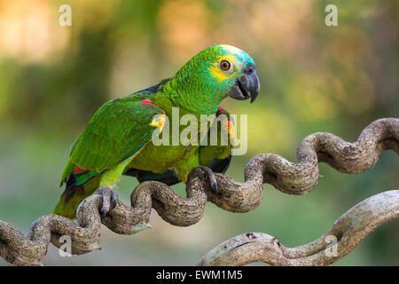 Blau-fronted Amazon Parrot, Amazona Aestiva, manchmal genannt blauem-fronted Parrot, Pantanal, Mato Grosso, Brasilien Stockfoto