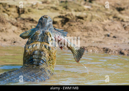 Yacare Caiman, Caiman crocodilus yacare, mit einem Fisch im Maul, im Pantanal, Mato Grosso, Brasilien Stockfoto