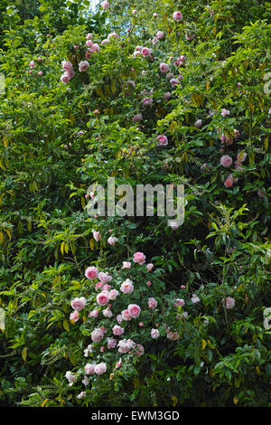 Rosa Constance Spry Stockfoto