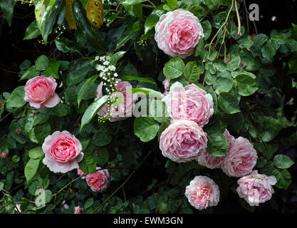 Rosa Constance Spry Stockfoto