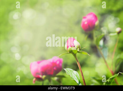 Pfingstrosen im Garten der Hintergrund jedoch unscharf Stockfoto