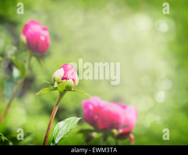 Pfingstrosen im Garten der Hintergrund jedoch unscharf Stockfoto