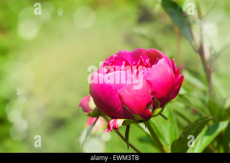 Pfingstrosen im Garten der Hintergrund jedoch unscharf Stockfoto