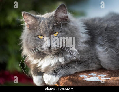 Junge norwegische Waldkatze-Katze Stockfoto