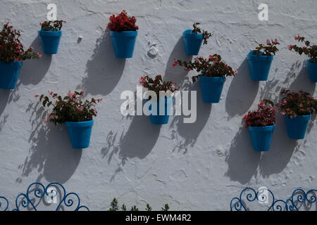 Pflanzen auf einer weißen Wand in der Sonne Stockfoto