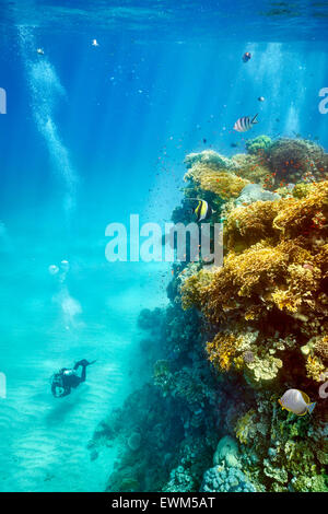 Einzelne Taucher, Marsa Alam Reef, Rotes Meer, Ägypten Stockfoto