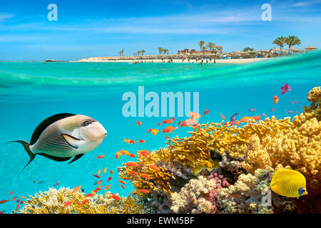 Rotes Meer, Ägypten - Unterwasser-Blick auf Fische und Korallen-Riff, Marsa Alam Stockfoto