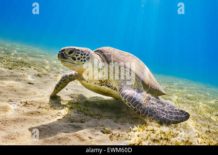 Weiden, Meeresschildkröte, Marsa Alam, Rotes Meer, Ägypten Stockfoto