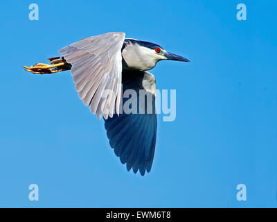 Schwarz - gekrönte Night Heron im Flug Stockfoto