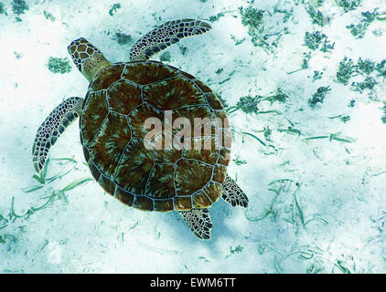 Eine Meeresschildkröte, Schwimmen in den Gewässern von Belize. Stockfoto