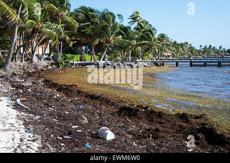 Die Strände in Belize bedeckt mit Sargassum-Unkraut, das in aus dem Ozean bringen eine Menge o Müll damit gewaschen wird. Stockfoto