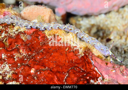 Seeschnecke oder Nacktschnecken, Pteraeolidia Semperi, Anilao, Batangas, Philippinen, Pazifik Stockfoto