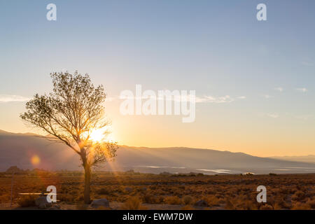 Die Sonne geht über Lone Pine in den Alabama Hills, Sonnenstrahlen durch einen Baum zu schaffen. Stockfoto