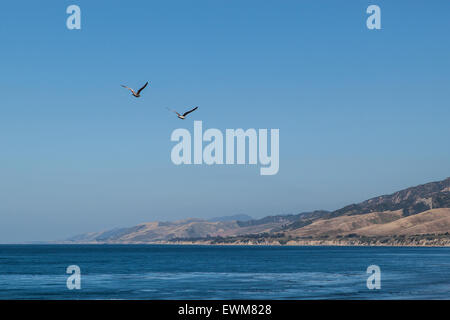 Zwei Möwen fliegen über dem Pazifischen Ozean im Santa Barbara County. Stockfoto
