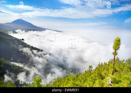 Teneriffa - Teide Vulkan Mount über Meer der Wolken, Kanarische Inseln, Spanien Stockfoto