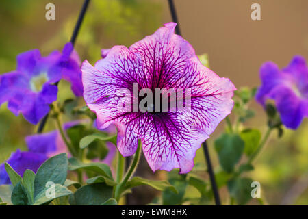 Petunien Blumen in einem hängenden Topf Stockfoto