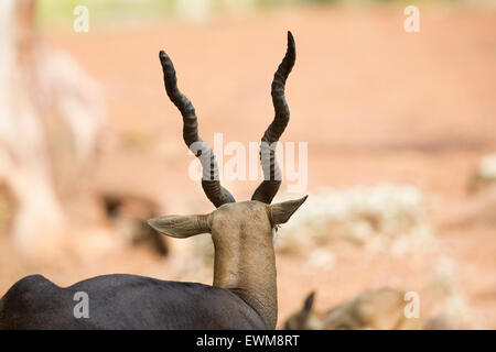 Blackbuck (magische Cervicapra) Stockfoto