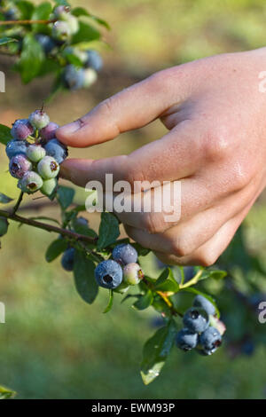 Nahaufnahme von einer jungen Frau nasse Hand bedeckt im Morgentau im frühen Sommer Reifen, feuchten Berg-Blaubeeren pflücken Stockfoto