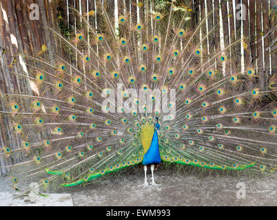 Männlicher Pfau Anzeige einen vollen Zug der Federn Stockfoto