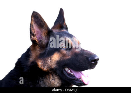 Deutscher Schäferhund Porträt isoliert Stockfoto