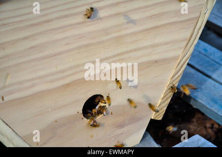 Bienen kommen und gehen von einer Top-Bar-hive Stockfoto