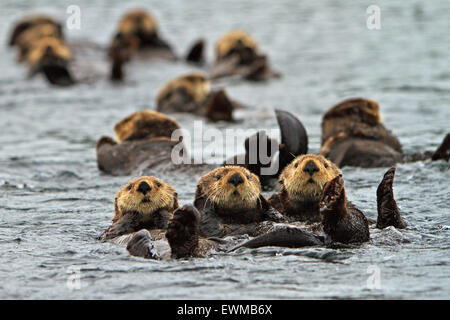 Sea Otter, Enhydra Lutris, gehört zur Familie Wiesel, fotografiert von der Westküste Nord Vancouver Island, British Co Stockfoto