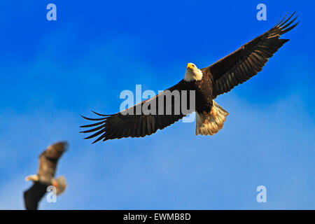 Fliegende Weißkopf-Seeadler (Haliaeetus Leucocephalus) mit Flügeln verteilt weit offen gegen blauen Himmel, Nord Vancouver Island, British Co Stockfoto