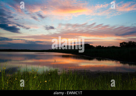 Southport, Merseyside, England. 29. Juni 2015. Ein atemberaubenden Sonnenaufgang über der RSPB Natur behalten "Rimmers Marsch".  Eine wunderbare Balance von Wiese Land & Feuchtgebiete bieten einen perfekten Lebensraum für Holstein-Rinder & Feuchtgebiet Vögel.  Bildnachweis: Cernan Elias/Alamy Live-Nachrichten Stockfoto