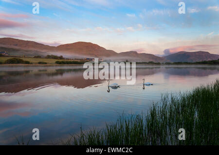 Zwei Schwäne im Morgengrauen über See Shanaghan, Ardara, County Donegal, Irland Stockfoto