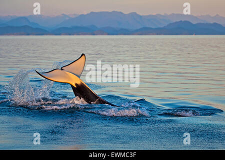 Transient Schwertwale (Orca, Orcinus Orca, T30 & T137) nach der Tötung ein Seelöwe von Malcolm Insel in der Nähe von Donegal Head, Brit Stockfoto