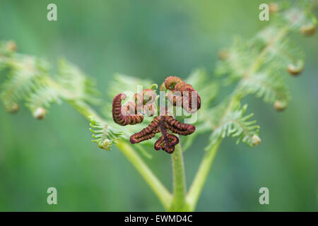 Adlerfarn Pteridium Aquilinum wachsen Wedel unfurling Stockfoto