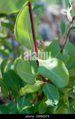 Blätter und Zweige von etruskischen Geißblatt, Lonicera Etrusca. Foto in Colmenar Viejo, Madrid, Spanien Stockfoto
